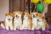 فروش سگ اکیتا ژاپنی و امریکایی